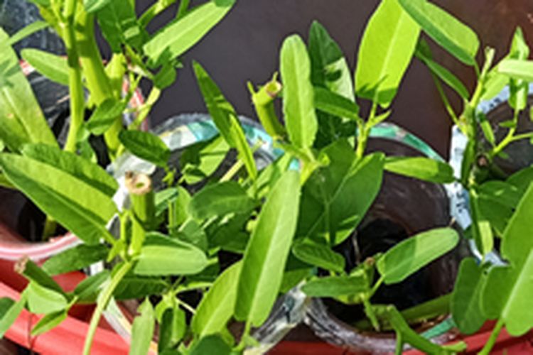 Ilustrasi menanam kangkung aquaponik