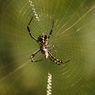 5 Cara Mengobati Gigitan Laba-laba di Rumah