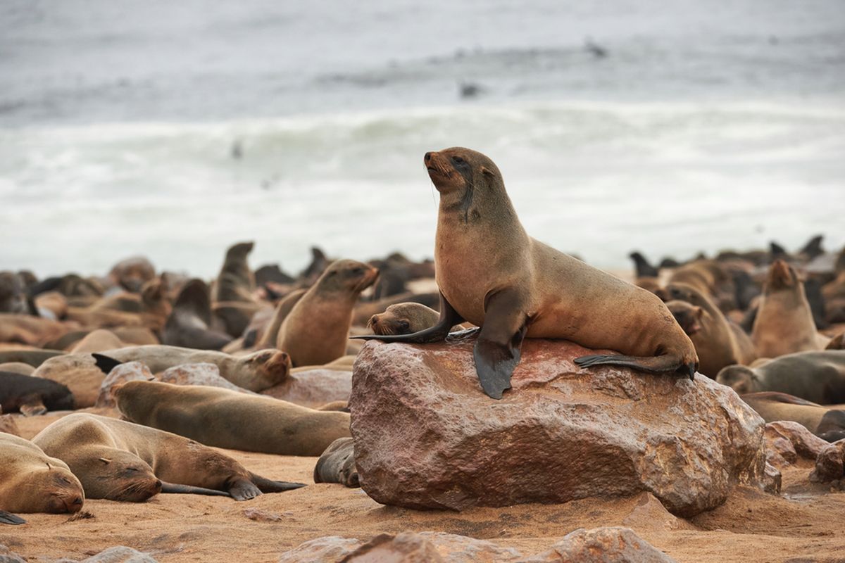Koloni anjing laut berbulu Cape di Namibia.