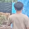 Kronologi Harimau Masuk ke Camp Pekerja di Riau, Lupa Tutup Pintu