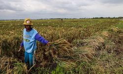 87 Hektar Sawah di Sungai Penuh Gagal Panen, Petani Diminta Gunakan Asuransi