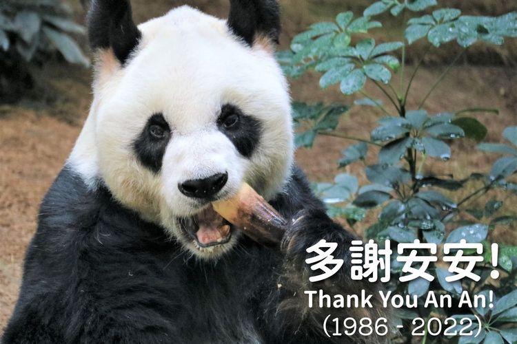 Panda jantan tertua di dunia, An An, yang meninggal pada usia 35 tahun di Ocean Park Hong Kong. 