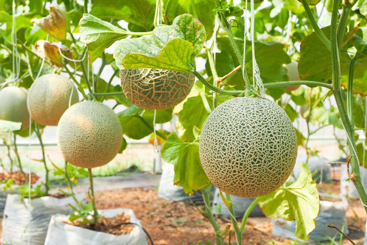 Ilustrasi pohon melon, menanam melon, cara menanam melon.