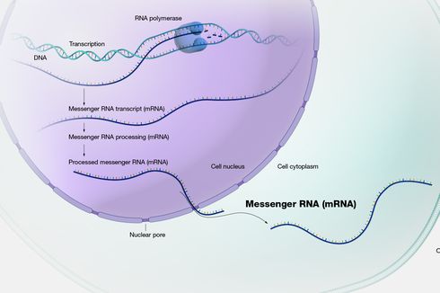RNA duta (mRNA): Pengertian dan Fungsinya
