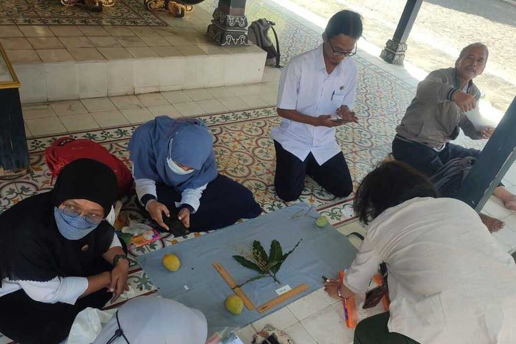 DPP Kota Yogyakarta saat melakukan identifikasi tanaman mangga di Keraton Yogyakarta.