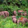 Gubernur Jambi Komitmen Lindungi Ratusan Gajah di Taman Nasional Bukit Tigapuluh