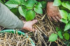 Tips Menggunakan Mulsa Jerami di Kebun Sayur