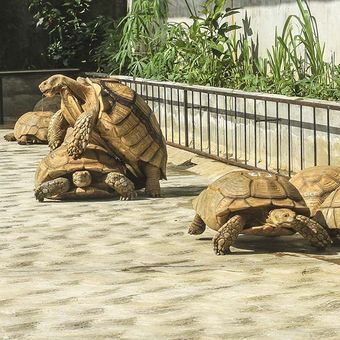 Kura-kura jenis Sulcata berasal dari Gunung Sahara yang ada di penangkaran Nyandu Orto Turtle Palembang, Sumatera Selatan, Sabtu (27/3/2021). Penangkaran ini sengaja dibuat oleh Andre Salim sebagai peternakan untuk mengembang biakan kura-kura asal Afrika. Kura-kura ini pun dijual seharga Rp 1,3 juta untuk ukuran 5cm.