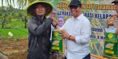 Dorong Produksi Beras, Kementan Laksanakan Tanam Padi Gogo Integrasi Kelapa di Sukabumi