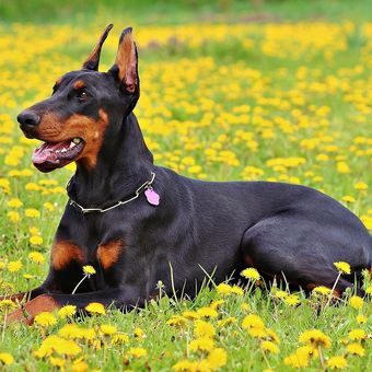 Ilustrasi anjing Doberman pinscher. 