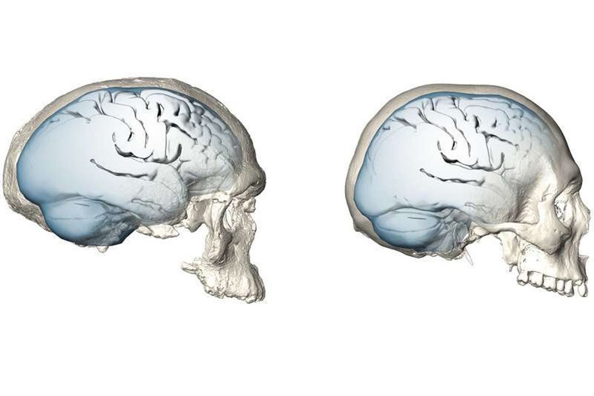 Perbandingan bentuk otak pada fosil Homo sapiens berusia 300.000 tahun dan otak modern.