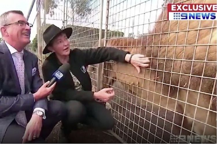 Jurnalis stasiun televisi 9News Mark Dalton sedang mewawancarai pemandu Zambi Wildlife Retreat, Sydney, Donna Wilson di luar kandang Korvu, seekor mantan singa sirkus.