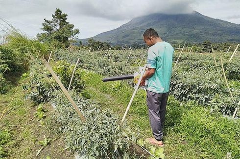4.208 Hektare Ladang Padi dan Jagung Rusak Terdampak Erupsi Gunung Sinabung