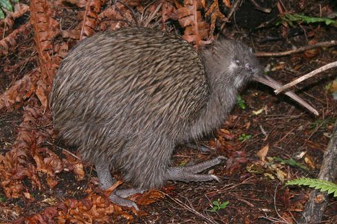 3 Fakta Burung Kiwi yang Menetas Kembali di Alam Liar Selepas 150 Tahun