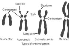 Tipe Kromosom dan Perannya dalam Pewarisan Sifat
