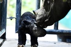 Seekor Bayi Badak Sumatera Lahir di Taman Nasional Way Kambas