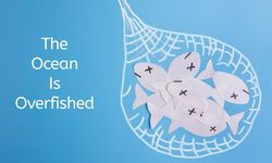 10 Fakta Overfishing yang Harus Jadi Perhatian Bersama