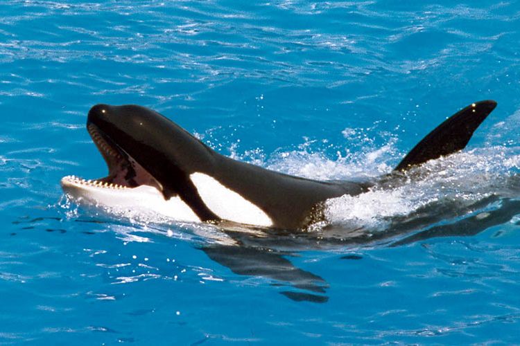 Orca 