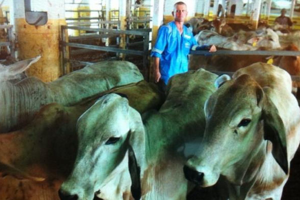 Sekitar 1000 sapi indukan dari Australia ini siap dikembangbiakkan untuk menghasilkan sapi bergenetik wagyu. 