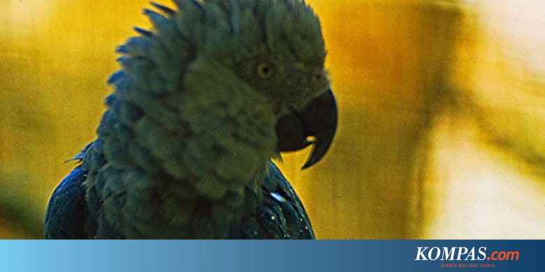 9 Makhluk Paling Langka Di Dunia Salah Satunya Di Jawa Halaman