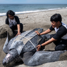 Pulau Buru Maluku Ditetapkan Jadi Kawasan Konservasi Baru Penyu Belimbing