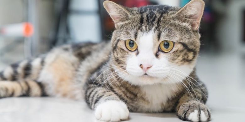 7 Alasan Mengapa Kucing Menjadi Agresif - Vimarsana News