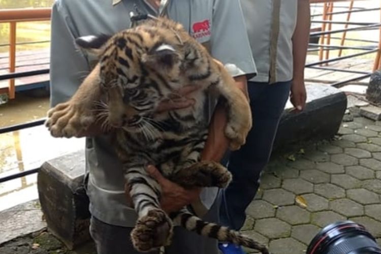 Anak harimau lahir semasa pandemi di Semarang Zoo.