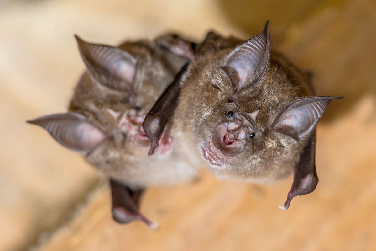 Kelelawar tapal kuda (Rhinolophus) sejauh ini merupakan reservoir (sarang) alami yang penting bagi virus corona. Hewan ini juga memiliki virus corona yang merupakan kerabat dekat SARS-CoV-2.