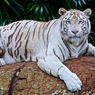 Disebut Sengaja Dibuat untuk Hiburan, Benarkah Harimau Putih Merupakan Kelainan Genetik?