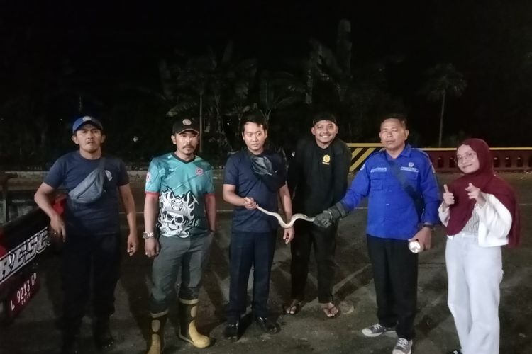 Dengan Tangan Kosong, Petugas Damkar Evakuasi Ular di Sumenep
