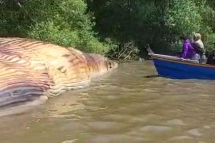 Bangkai ikan paus terdampar di bibir Pantai Kejawan Putih Tambak, Mulyorejo, Surabaya, Jawa Timur, Senin (15/5/2023).