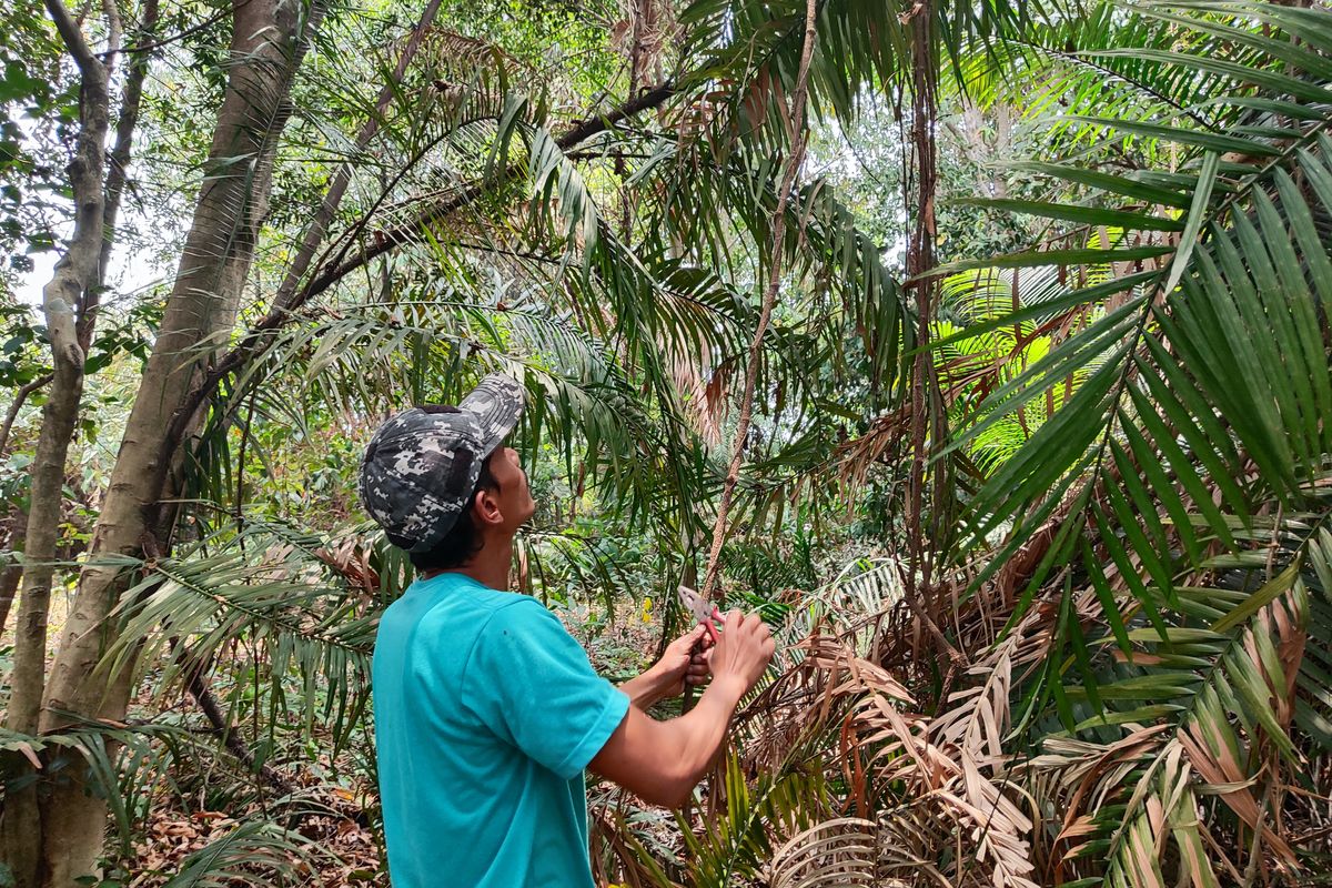 Taman Hutan Raya Pancoran Mas, cagar alam tertua Indonesia. Letaknya ada di Kota Depok, Jawa Barat. 