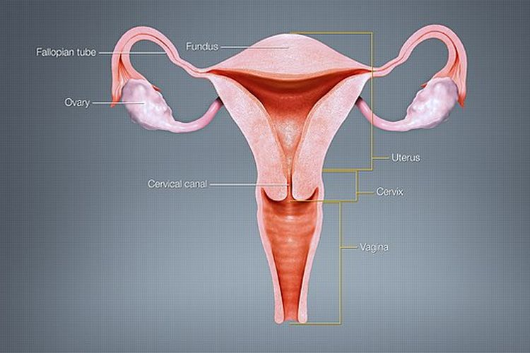 Ilustrasi rahim. Rahim yang terkena kanker akan membuat wanita mengalami pendarahan abnormal. 