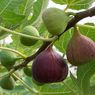 Mengenal Buah Tin, Tanaman yang Dibudidayakan Selama Berabad-abad