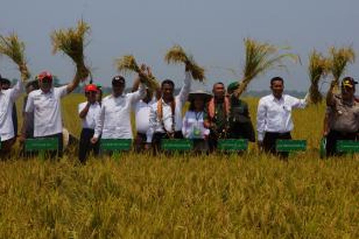 Menteri Pertanian Andi Amran Sulaiman melakukan panen raya padi sawah di Desa Toshiba, Kecamatan Samaturu, Kabupaten Kolaka, Provinsi Sulawesi Tenggara, Sabtu (24/10/2015). Pada lahan seluas 1.150 hektar, produktivitas padi sawah di situ mencapai 8,1 ton per hektar.