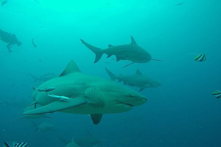 Sebelum Megalodon, Hiu Raksasa 8 Meter Ini Kuasai Lautan Era Dinosaurus