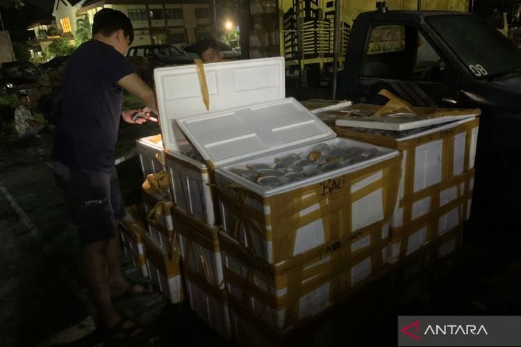 Police officers checking the condition of coral reefs in boxes that are revealed to be smuggled using the services of overland freight forwarders in Bima City, West Nusa Tenggara, Friday, January 20, 2023. 