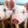Sudden Death of Over 800 Pigs in Indonesia Sparks Concern