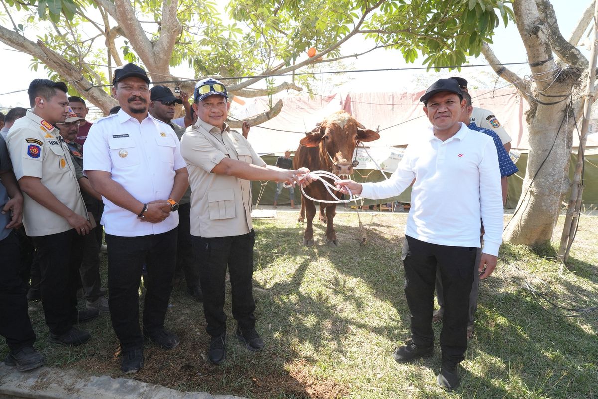 Menteri Dalam Negeri (Mendagri) sekaligus Ketua Satuan Tugas (Kasatgas) Percepatan Rehabilitasi dan Rekonstruksi (PRR) Pascabencana Sumatera Muhammad Tito Karnavian menyalurkan bantuan sapi Presiden Prabowo Subianto kepada masyarakat Aceh untuk melaksanakan tradisi meugang dalam rangka menyambut Idul Fitri 2026.