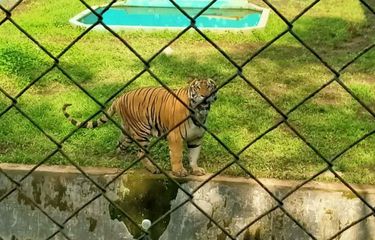 Menyoal Matinya 3 Harimau di Medan Zoo, Empat Lainnya Sakit Parah