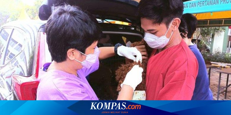 Peringati Hari Rabies Sedunia, Pemprov DKI Vaksinasi dan Periksa Kesehatan 618 Hewan - Vimarsana News