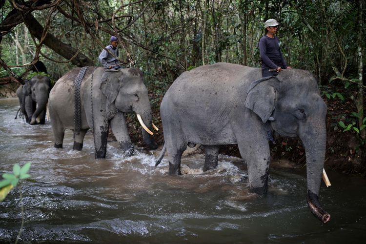 Mahout dari Elephant Rescue Unit (ERU) sedang memandikan gajah di Kawasan Taman Nasional Way Kambas (TNWK), Kabupaten Lampung Timur, Lampung, Senin (29/7/2017). Gajah-gajah di Elephant Rescue Unit (ERU) telah jinak dan sudah dilatih untuk membantu manusia, salah satu kontribusi gajah-gajah ini adalah membantu mendamaikan jika terjadi konflik manusia dengan gajah-gajah liar.