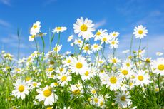 7 Arti Bunga Daisy Berdasarkan Warnanya, Mana yang Paling Favorit?