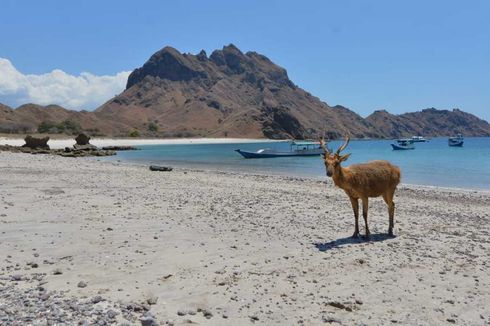 Pengembangan Pariwisata Labuan Bajo NTT Akan Perkuat Konten Lokal