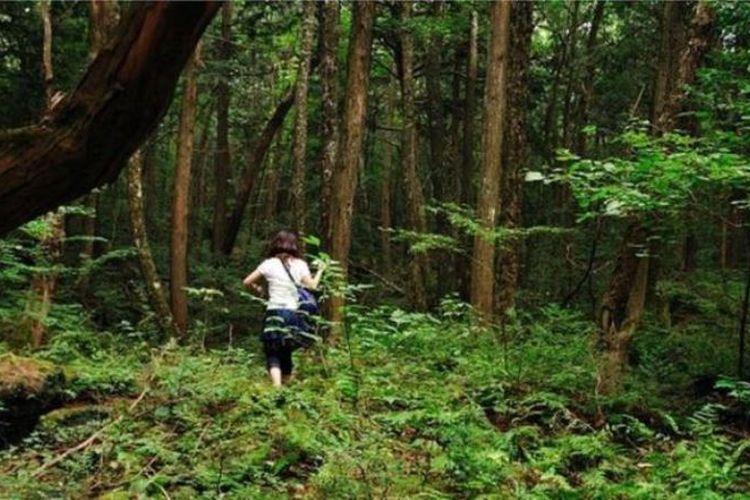 Dengan pepohonan lebat dan hampir tidak ada binatang liar, Aokigahara merupakan tempat sunyi dan mencekam. (BBC/Julian Colton)