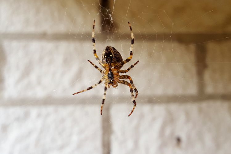 Ilustrasi laba-laba.