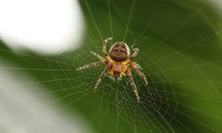 4 Tanaman yang Dapat Mengusir Laba-laba dari Rumah