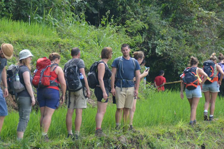 Turis Belgia yang mengambil paket wisata Ekologi Mbeling sedang berjalan di pematang sawah Mbeling dalam trekking yang mengelilingi kawasan hutan Mbeling, Desa Gurung Liwut, Kecamatan Borong, Manggarai Timur, Flores, NTT, Senin (14/8/2017).