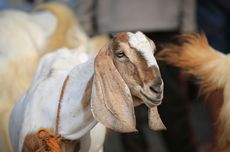 Jelang Idul Adha, Penjual Kambing di Yogyakarta Siapkan Dokter Pribadi untuk Ternaknya