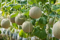 Begini Cara Menanam Melon Madu di Sawah dengan Mudah